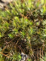 Polytrichastrum ohioense