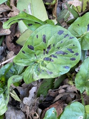 Arum maculatum