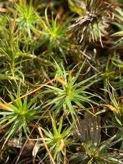 Polytrichastrum ohioense