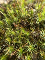 Polytrichastrum ohioense