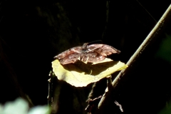 Helias phalaenoides