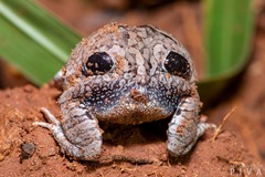 Physalaemus nattereri