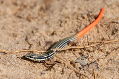 Vanzosaura rubricauda