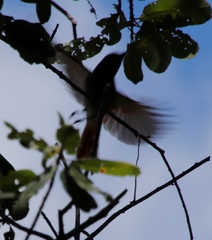 Terpsiphone viridis plumbeiceps