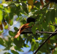 Terpsiphone viridis plumbeiceps