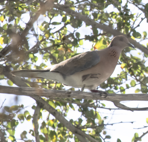 Laughing Dove