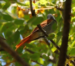 Terpsiphone viridis plumbeiceps