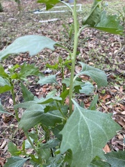 Baccharis halimifolia image