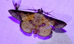 Cryptochrostis crocea