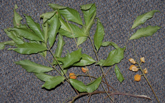 Toechima daemelianum
