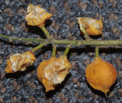 Toechima daemelianum