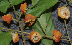 Toechima daemelianum