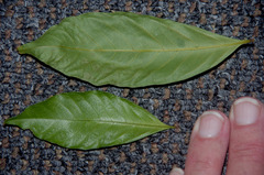 Toechima daemelianum