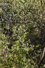 Pavonia burchellii image