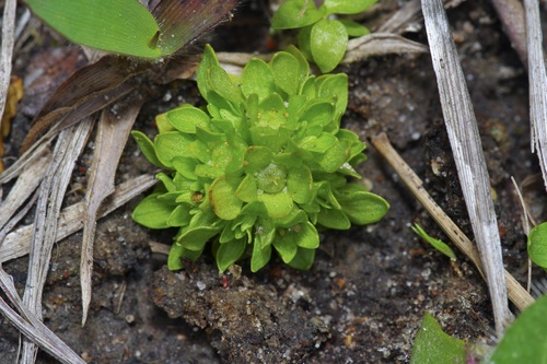 Image of Petiteplant (Lepuropetalon spathulatum) by (c) Michelle W. （鍾偉瑋）, some rights reserved (CC BY)