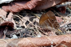 Pharneuptychia phares