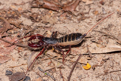 Mastigoproctus maximus