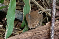 Pharneuptychia phares