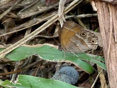 Pharneuptychia phares