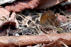 Pharneuptychia phares