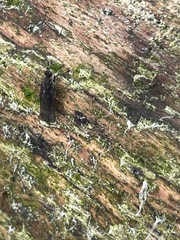 Oedoparena