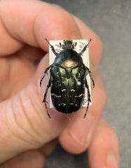 Cetonia aurata aurata