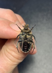 Cetonia aurata aurata