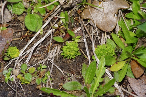 Image of Petiteplant (Lepuropetalon spathulatum) by (c) Michelle W. （鍾偉瑋）, some rights reserved (CC BY)