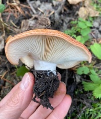 Lactarius olympianus