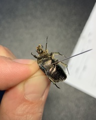 Cetonia aurata aurata