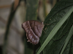 Taygetis thamyra