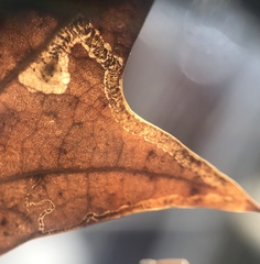 Stigmella saginella