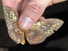 Procitheronia fenestrata