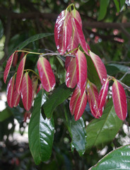 Stelechocarpus burahol
