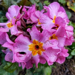 Primula × polyantha