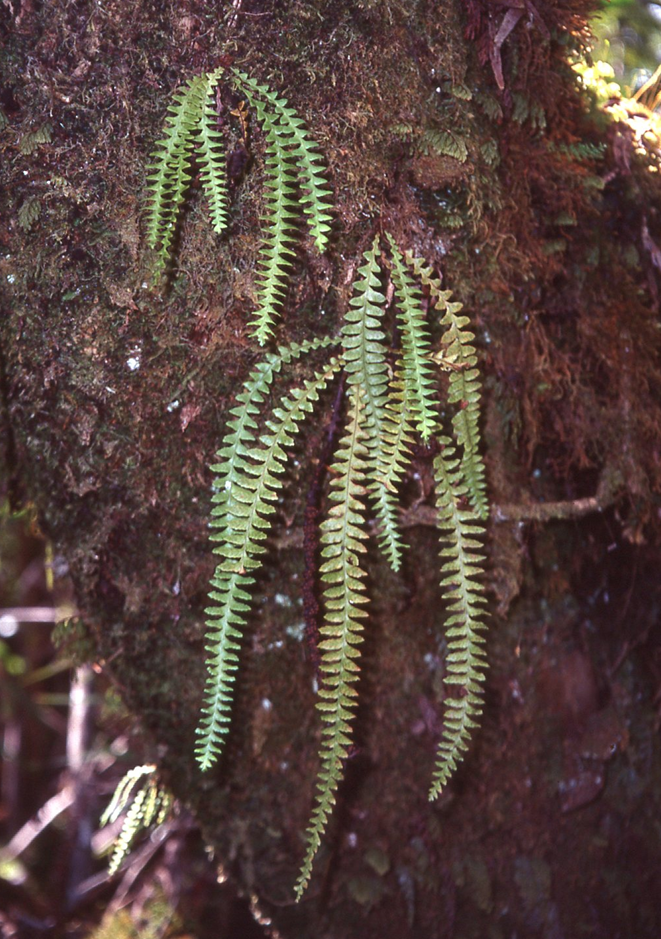 Adenophorus periens