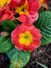 Primula × polyantha