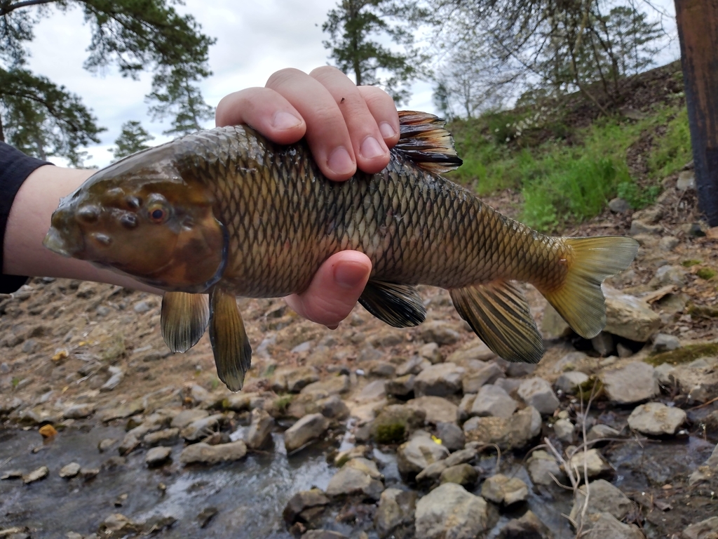 Sharpfin chubsucker (Erimyzon tenuis) — Catostomidae