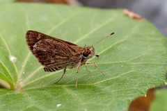 Hesperiidae