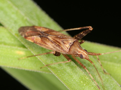 Phytocoris