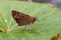 Hesperiidae