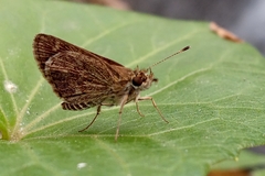 Hesperiidae