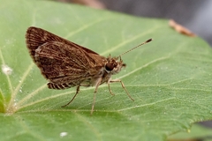 Hesperiidae