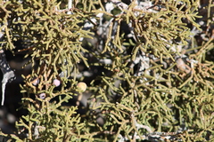 Walshomyia juniperina