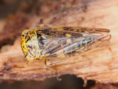 Cicadellidae