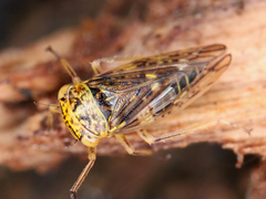 Cicadellidae