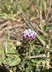 Trifolium grayi