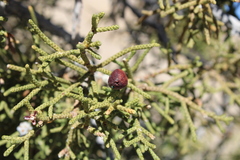 Walshomyia juniperina