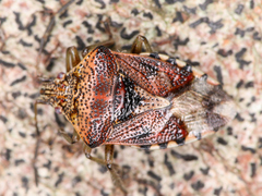 Elasmucha grisea