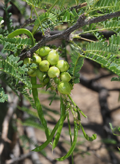 Asphondylia prosopidis